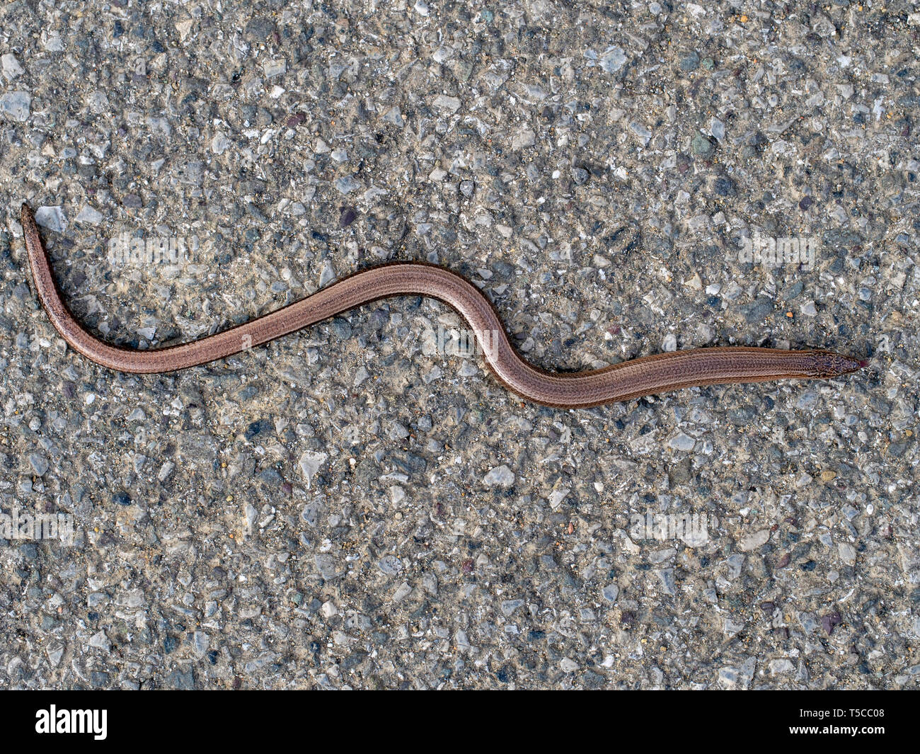 Slowworm alias ou ver lent blindworm, Anguis fragilis, vue du dessus. Un reptile originaire d'Eurasie. Aka Deaf Adder. Banque D'Images