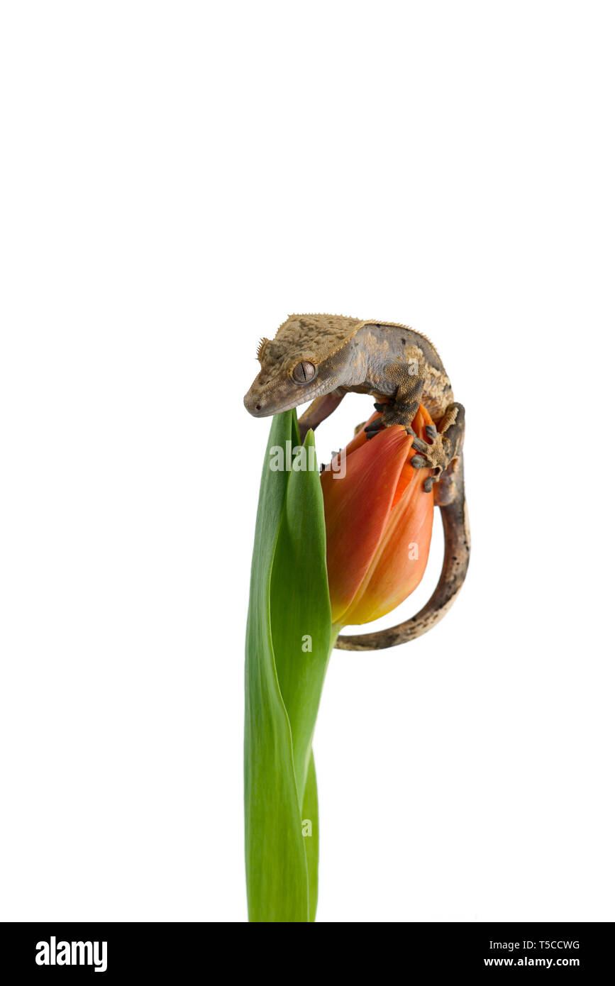 Crested Gecko sur une fleur isolé sur fond blanc Banque D'Images
