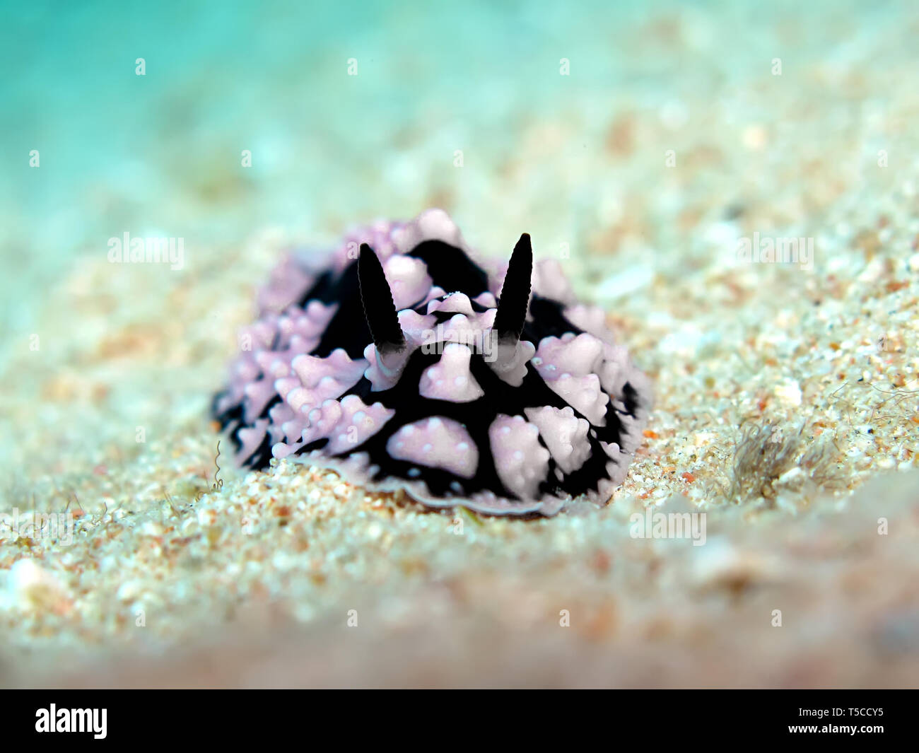 Verrues Pustulose slug (Phyllidia varicosa). La prise en Mer Rouge, Egypte. Banque D'Images