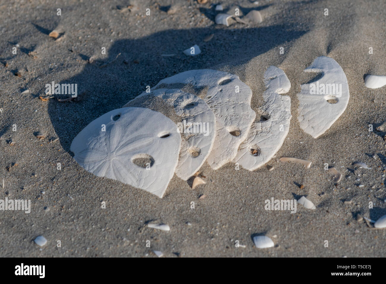 Sand Dollar Dendraster excentricus (coquilles) (endoskeletons) Sand Dollar Beach sur l'île de Magdalena, en Basse Californie, au Mexique. Banque D'Images