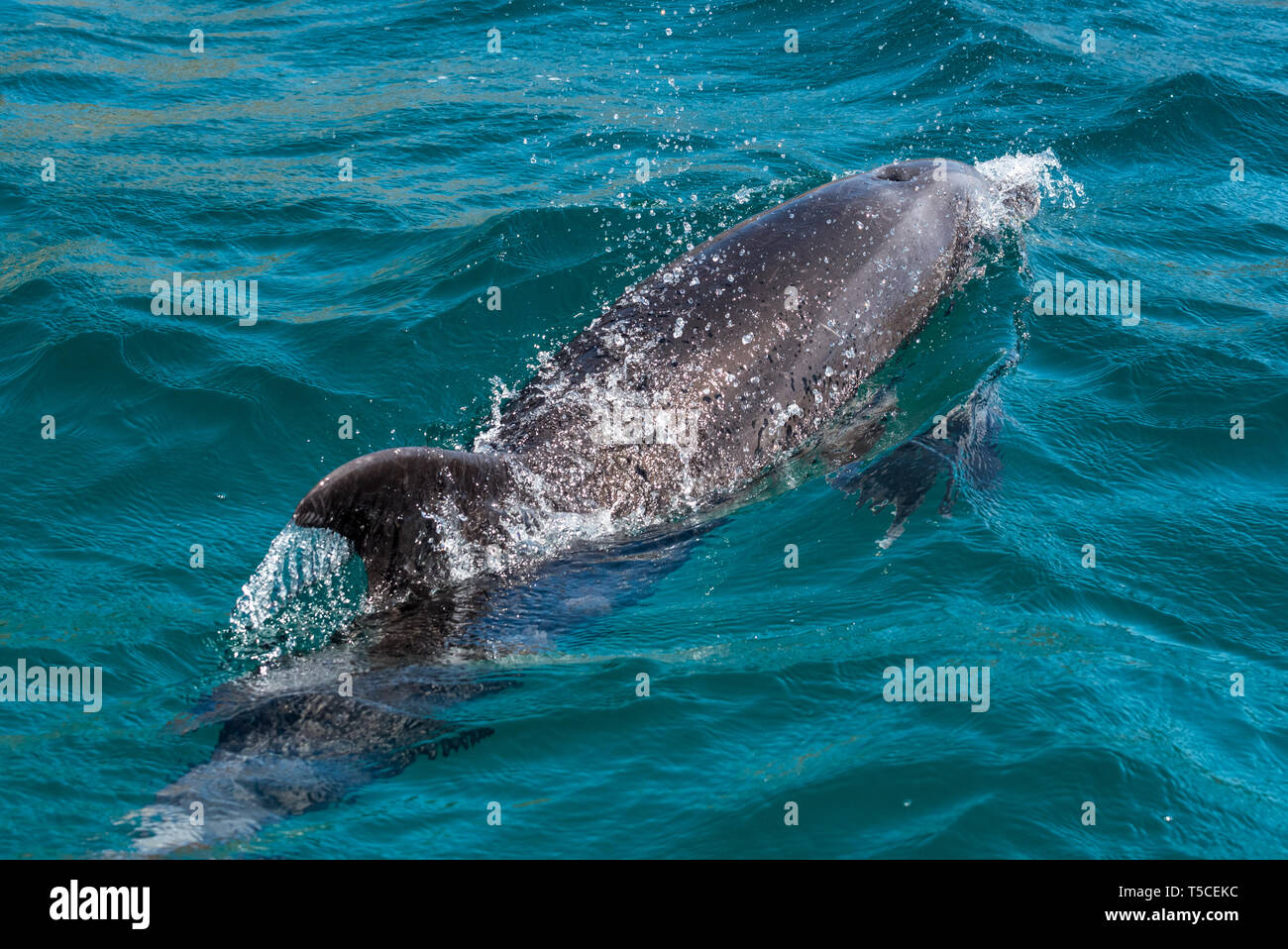 Dolphin, Golfe de Californie, au Mexique. Banque D'Images