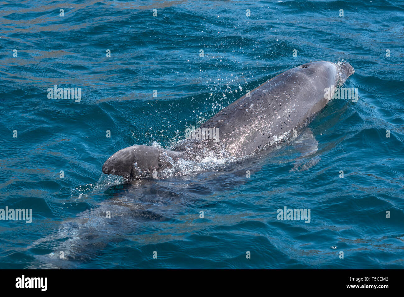 Dolphin, Golfe de Californie, au Mexique. Banque D'Images