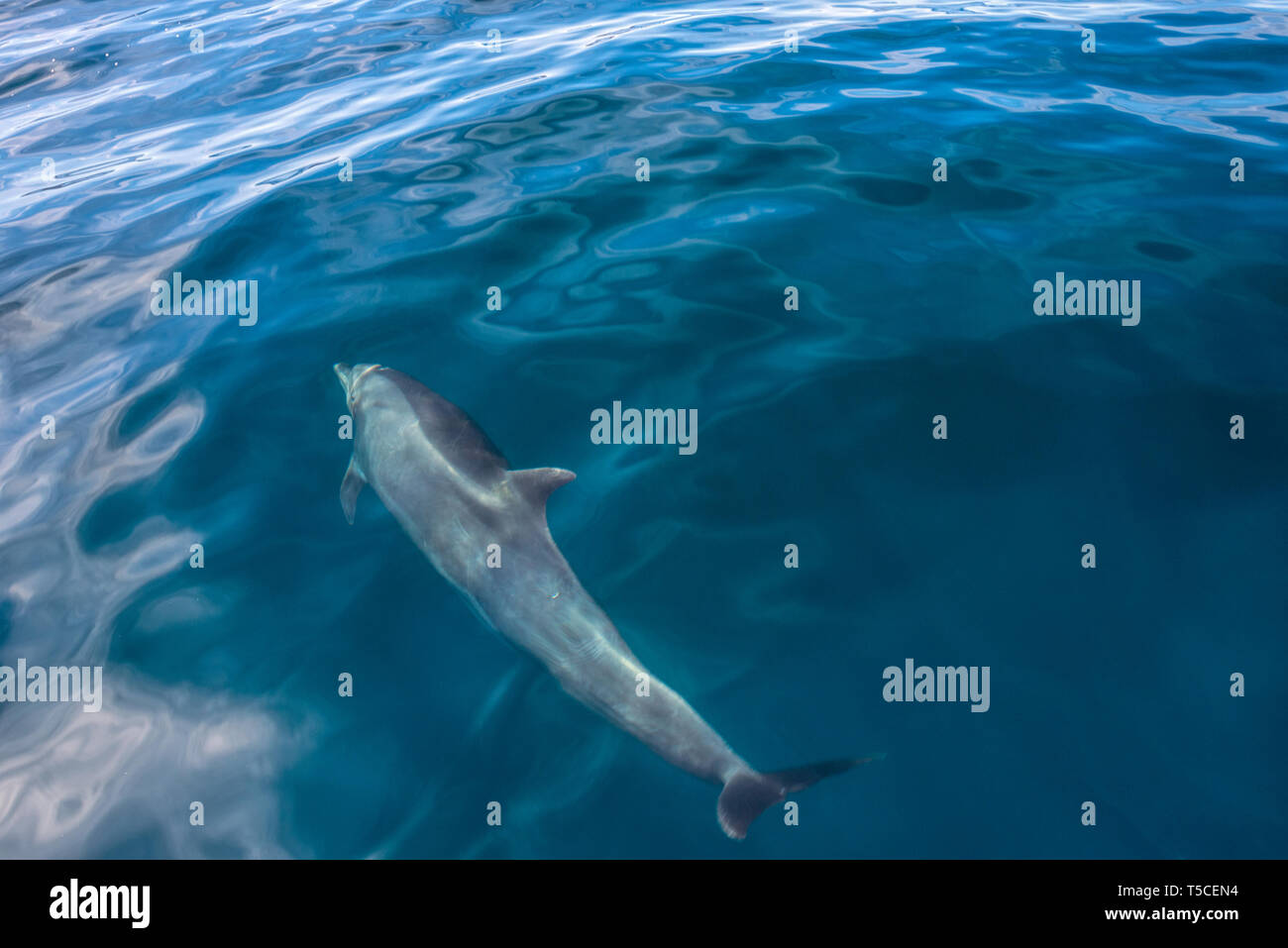 Dolphin, Golfe de Californie, au Mexique. Banque D'Images