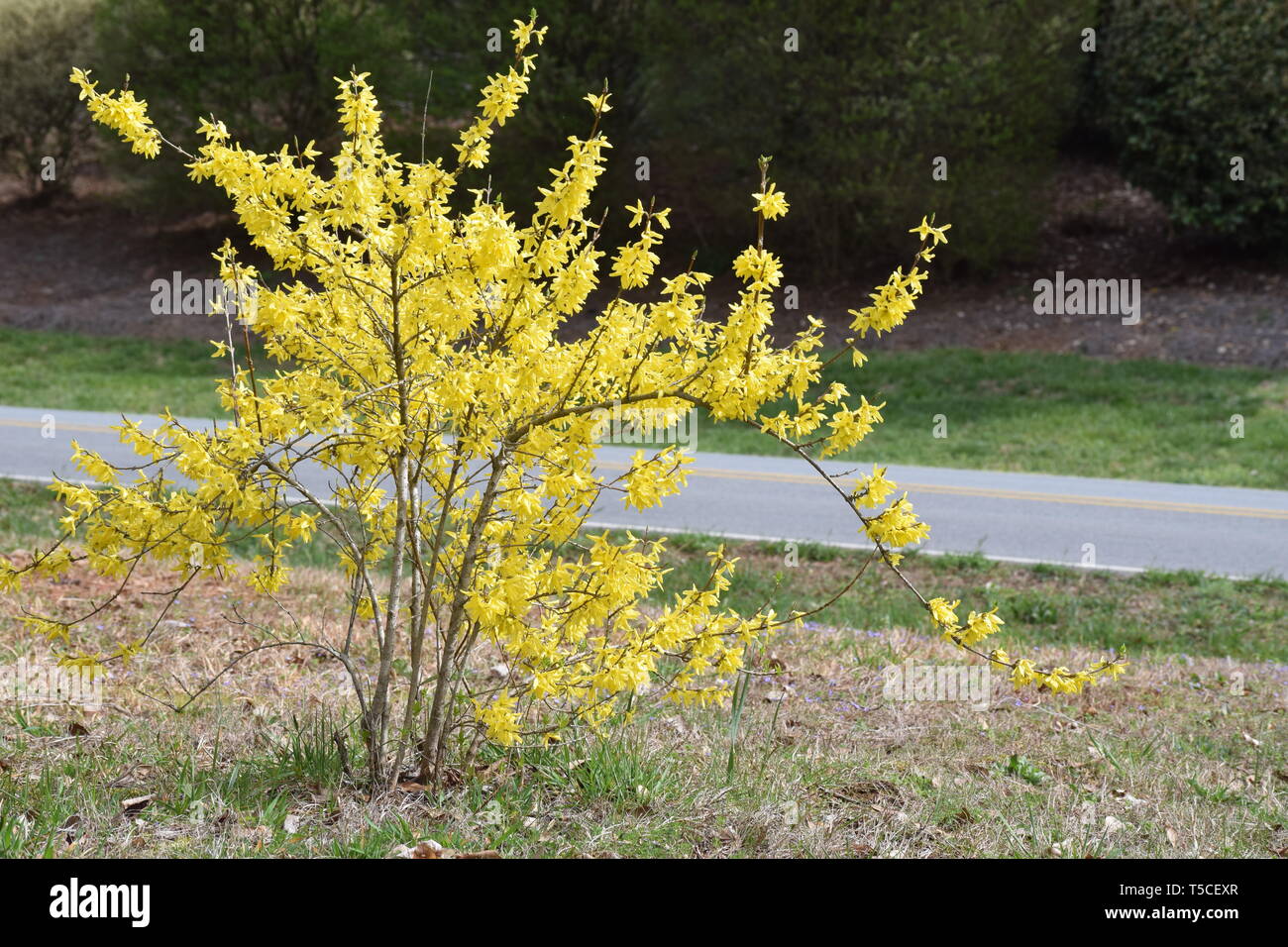 Petit arbre jaune en pleine floraison par la route Banque D'Images