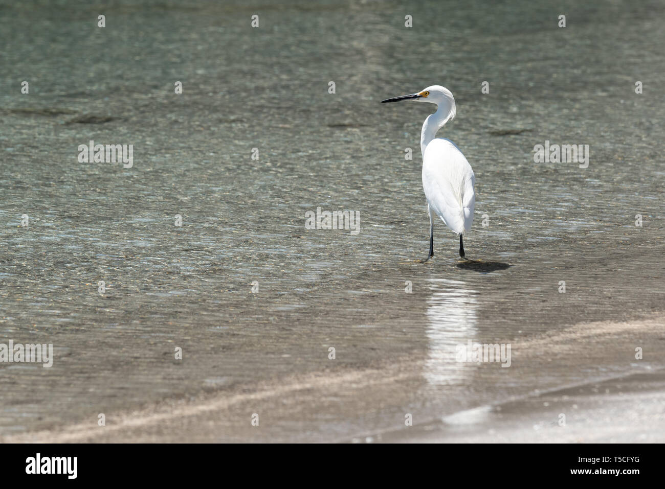 Aigrette neigeuse, Nat de Loreto. Park, Baja California Sur, au Mexique. Banque D'Images