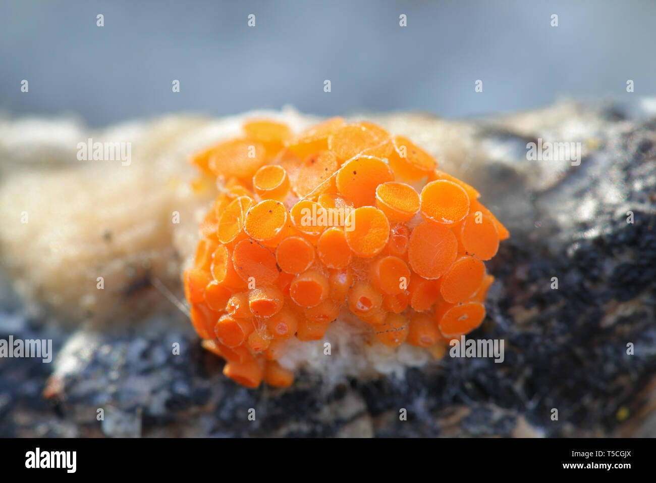 Orance tasse champignons, Thelebolus terrestris, une espèce de champignons poussant uniquement sur des crottes de chevreuil bien pourri parmi les débris végétaux. Banque D'Images