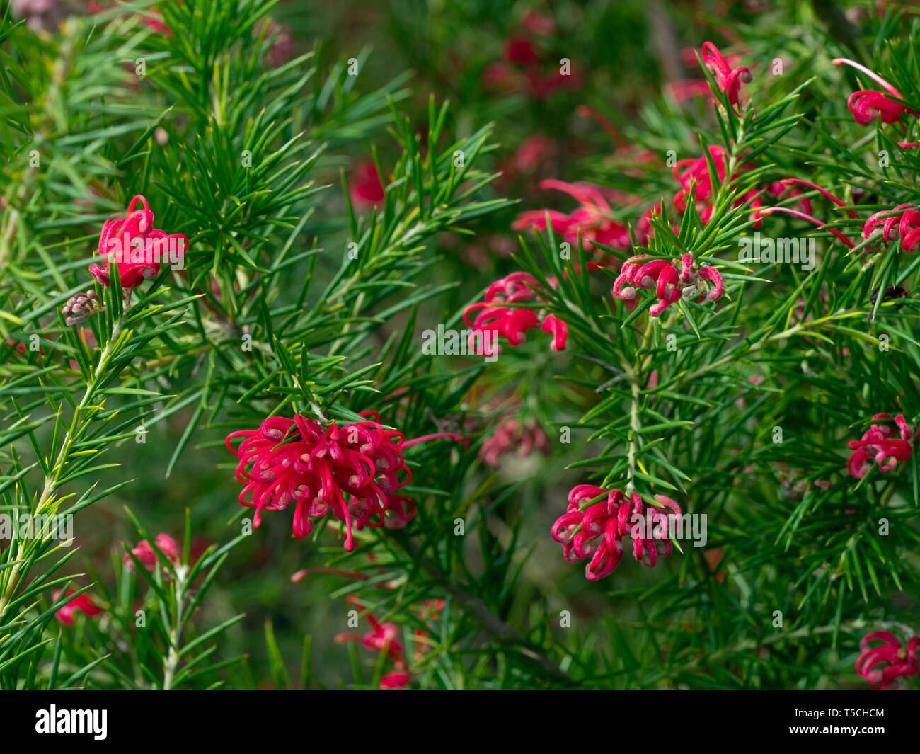 Grevillea 'Canberra Gem' en fleurs jardin Norfolk Banque D'Images