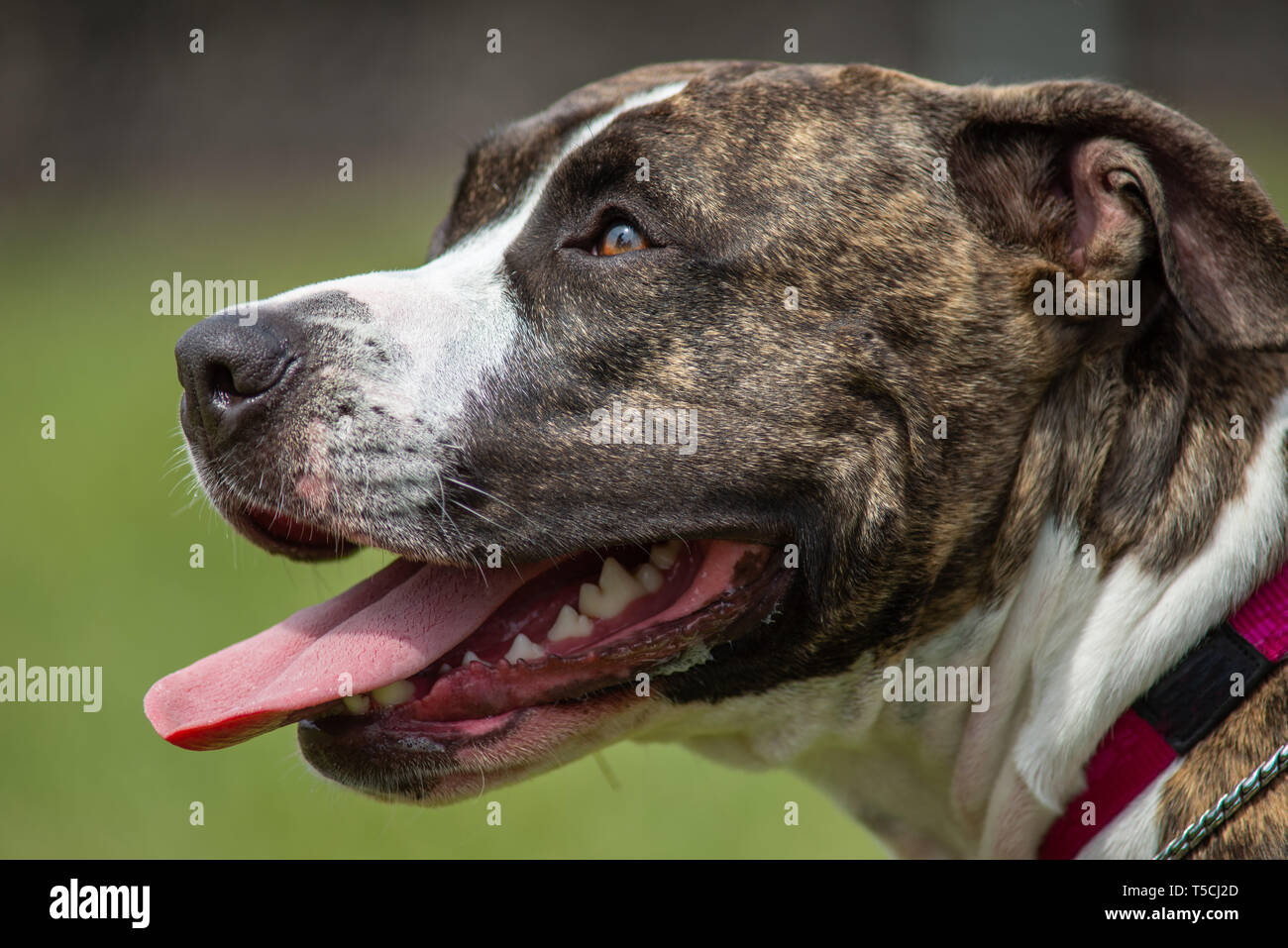 Tête portrait d'un américain staffordhire terrier, bringé et intact avec les oreilles Banque D'Images