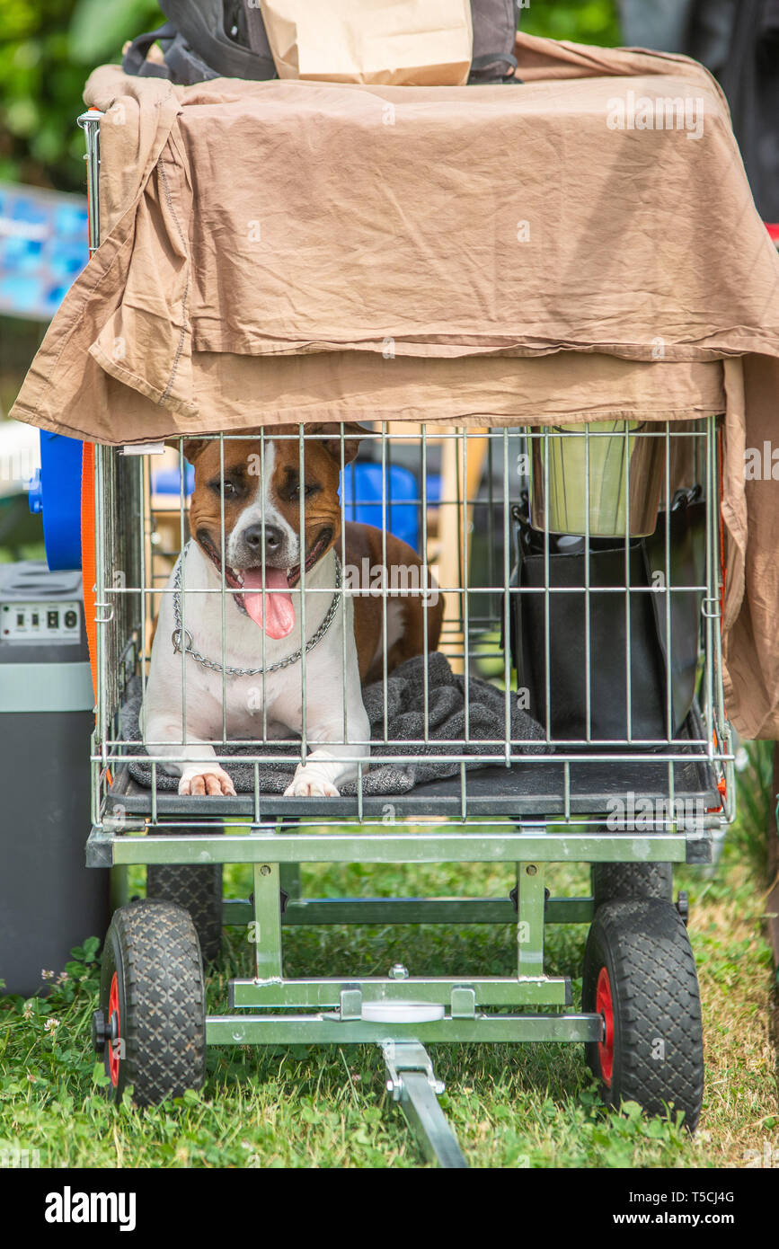 Une amstaff est relaxant ina un chenil à une exposition canine Banque D'Images