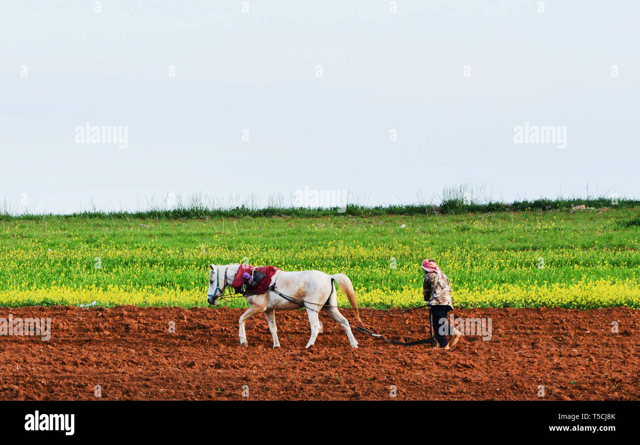 Un Jordanien de labourer son champ. Banque D'Images