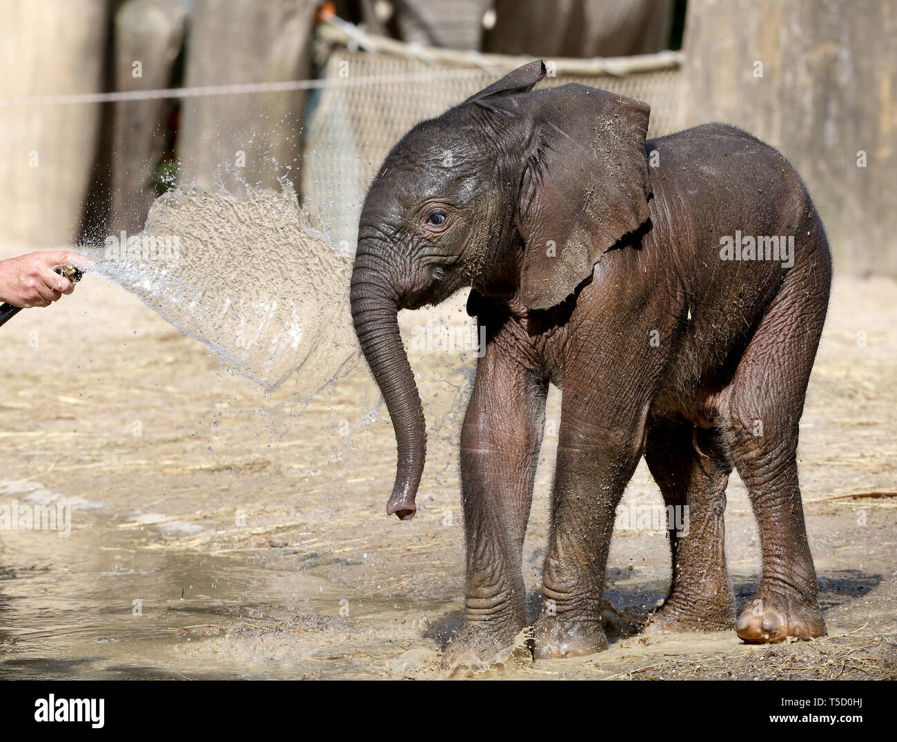 Wuppertal Allemagne Apr 24 19 Bebe Elephant Gus Est Verse Quelques Jours Apres Sa Naissance Dans Le Vert Zoo Le Petit Elephant Africain Un Taureau Pese 104 Kilos Et Est De 90