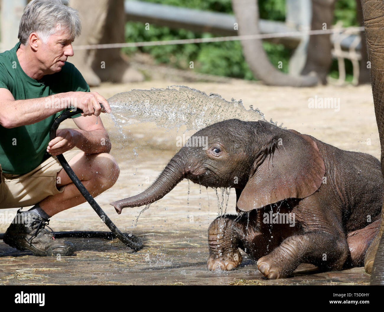 Wuppertal Allemagne Apr 24 19 Bebe Elephant Gus Est Verse Quelques Jours Apres Sa Naissance Par Le Animal Keeper Gustav Pockner Dans Le Vert Zoo Le Petit Elephant Africain Un Taureau Pese Wuppertal Allemagne Apr 24 19 Bebe Elephant Gus Est Verse Quelques Jours Apres Sa Naissance Par Le Animal Keeper Gustav Pockner Dans Le Vert Zoo Le Petit Elephant Africain Un Taureau Pese