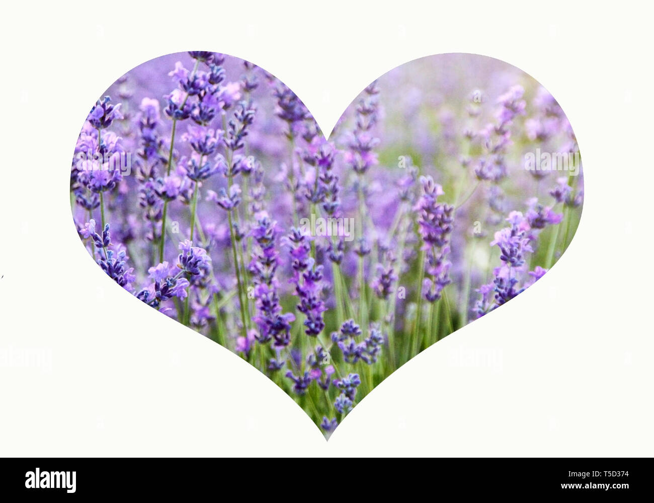 Collage souple romantique avec coeur en arrière-plan du champ de lavande violette Banque D'Images