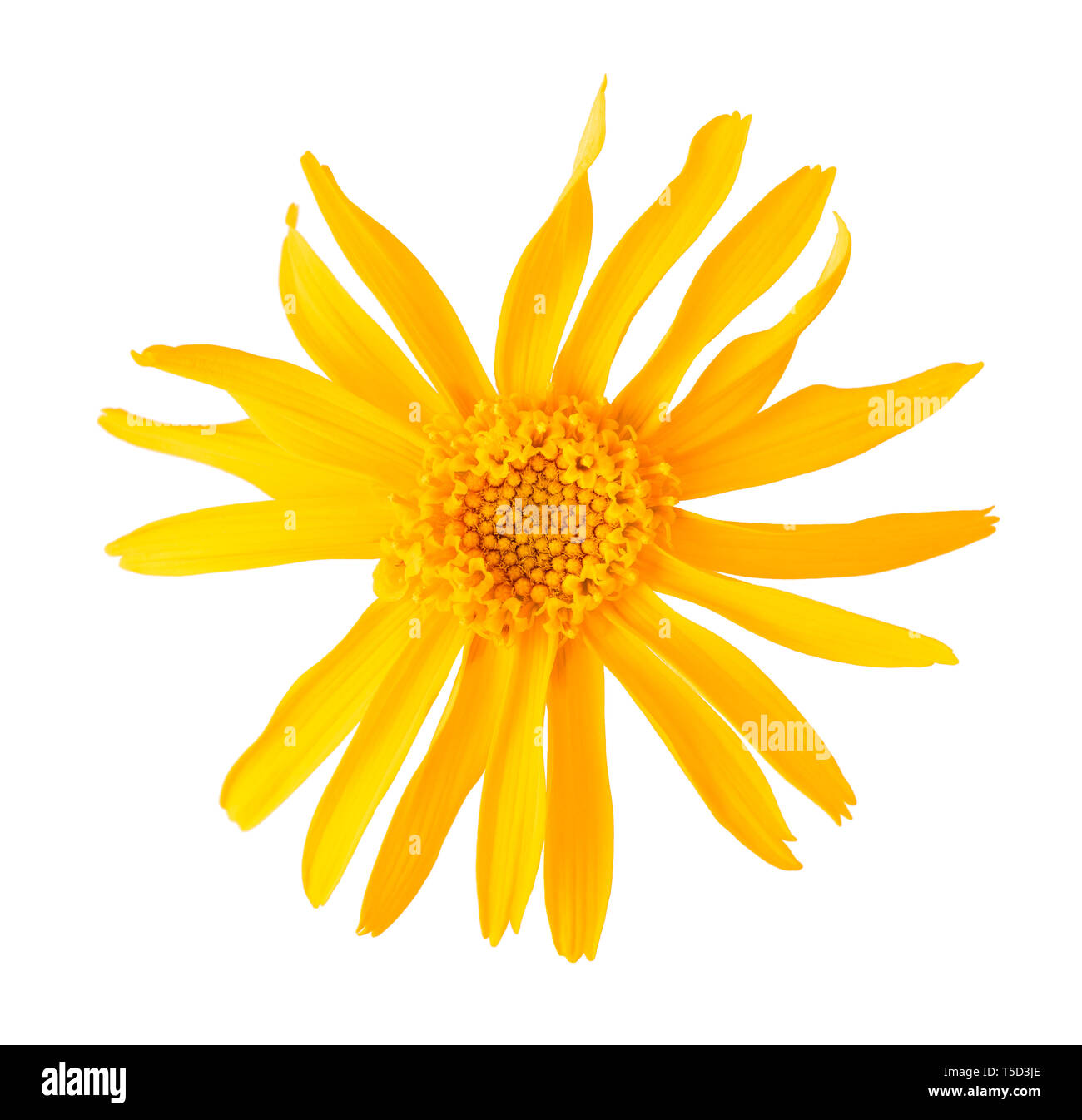 Arnica fleur isolé sur fond blanc Banque D'Images