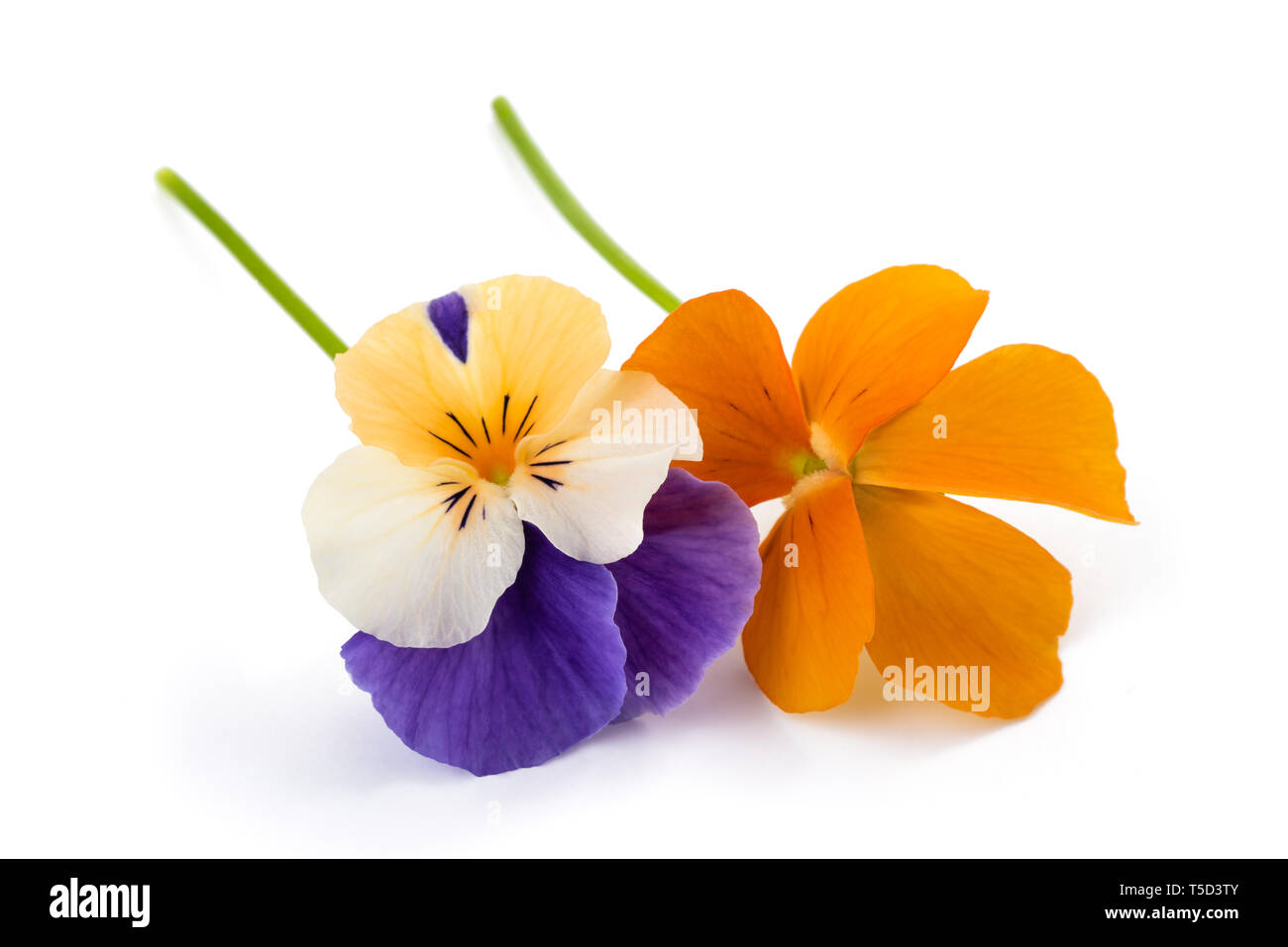 Fleur isolé sur fond blanc Banque D'Images