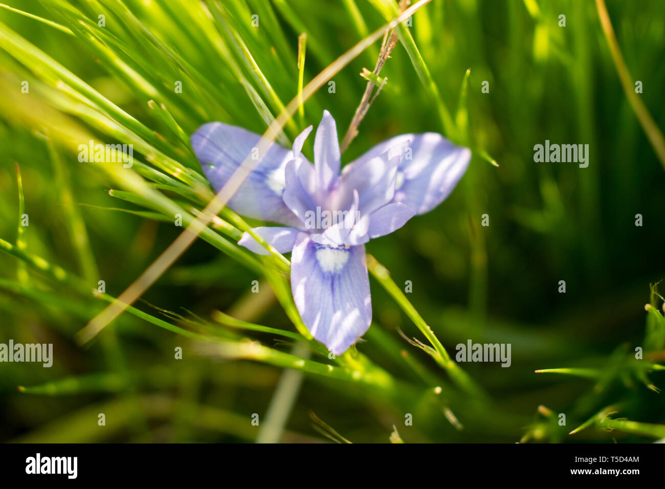 Il s'agit d'une capture de quelques fleurs prises au printemps 2019 au Liban et vous pouvez voir les belles couleurs et détails Banque D'Images