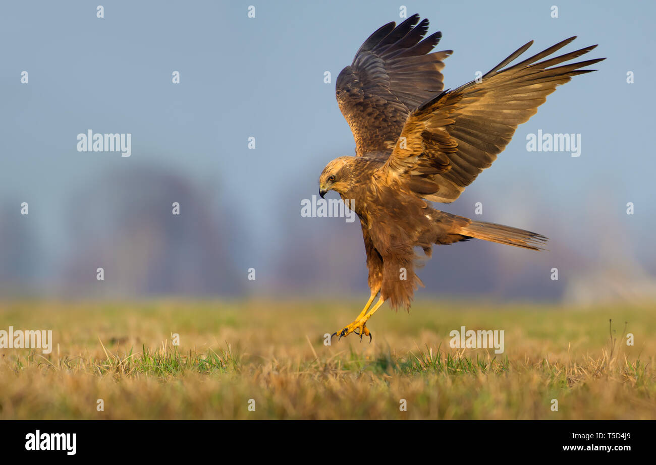 L'Ouest femelle Busard des terres sur le terrain avec des ailes et des jambes entièrement étiré Banque D'Images