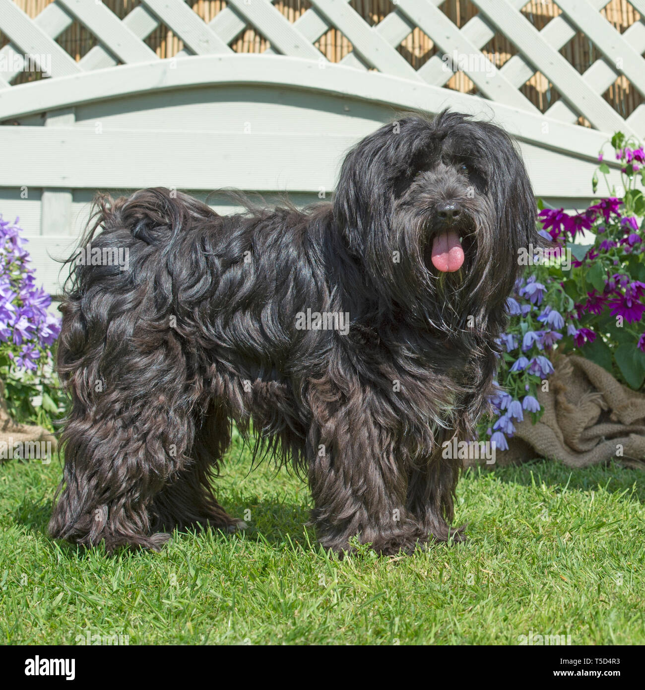 Chien de terrier tibétain Banque D'Images