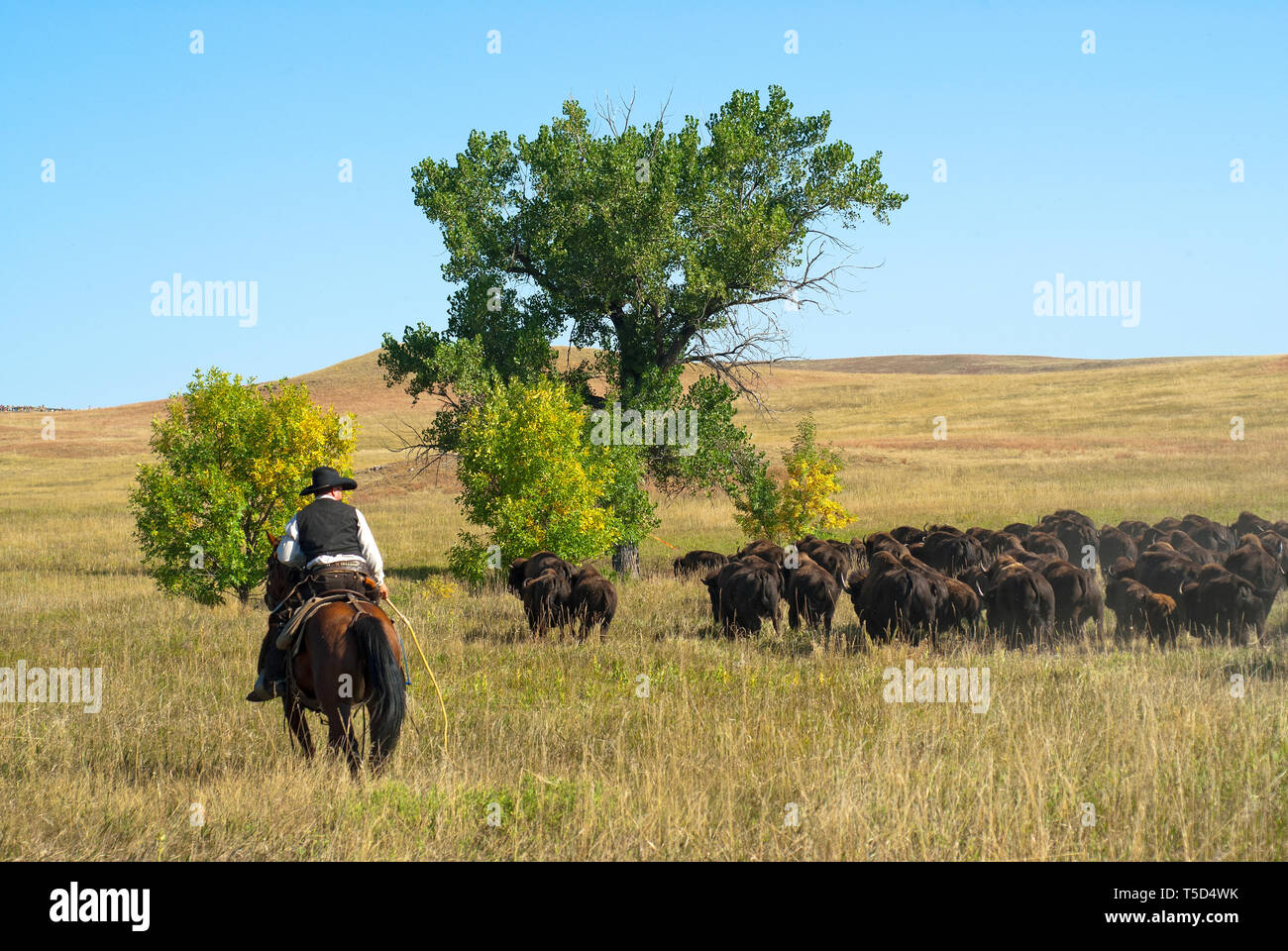 Buffalo annuelle au Roundup Custer State Park, Black Hills, Dakota du Sud, USA Banque D'Images
