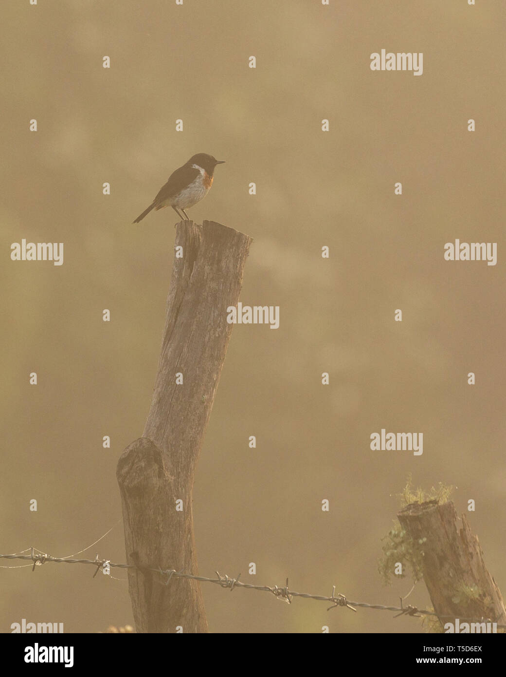 Stonechat mâle perché sur un piquet au lever du soleil Banque D'Images