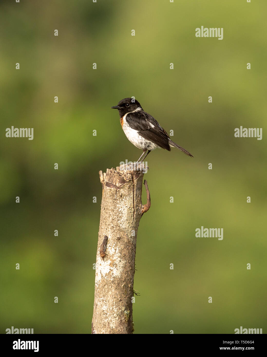Stonechat mâle perché sur un piquet au lever du soleil Banque D'Images