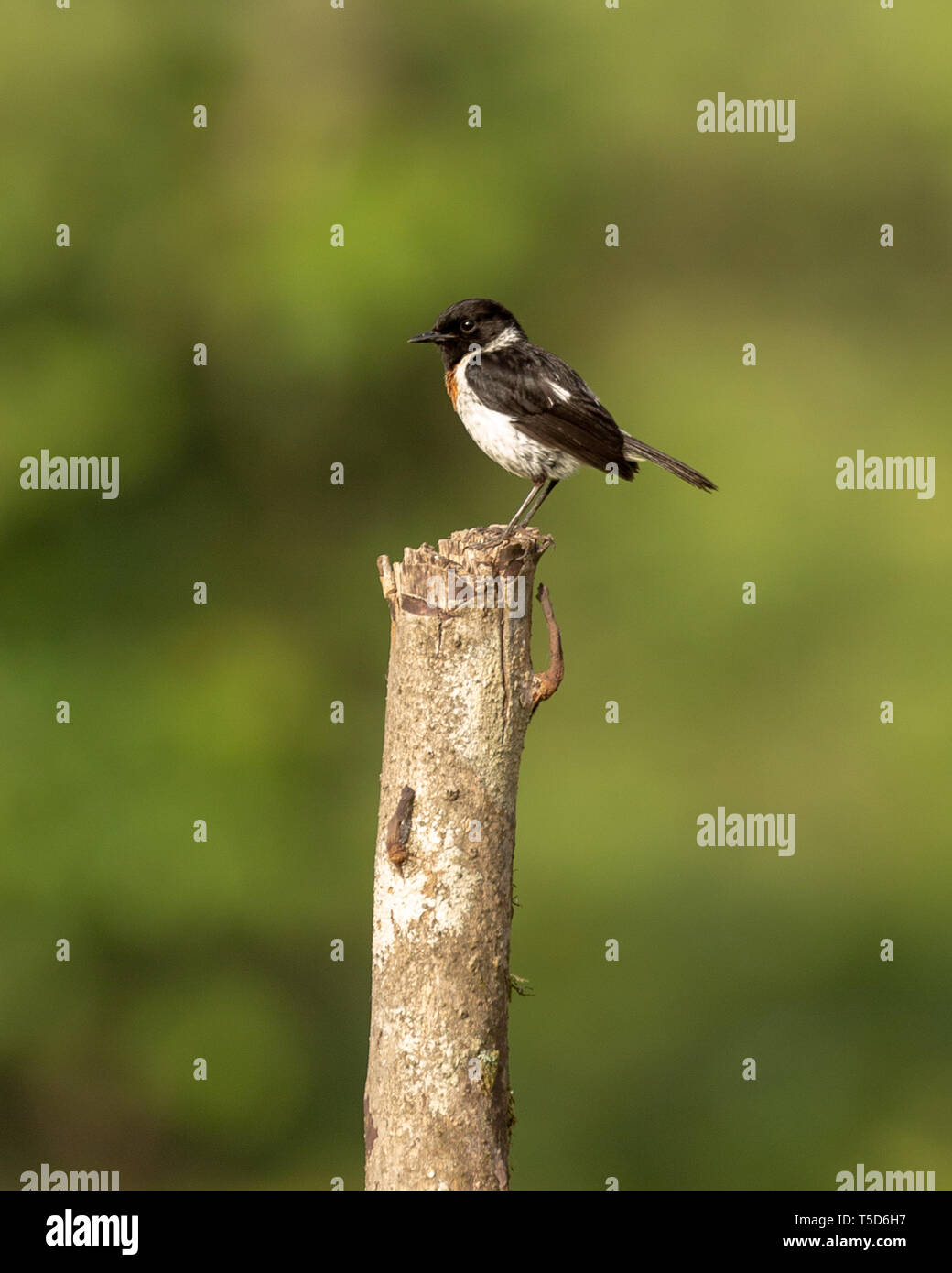 Stonechat mâle perché sur un piquet au lever du soleil Banque D'Images