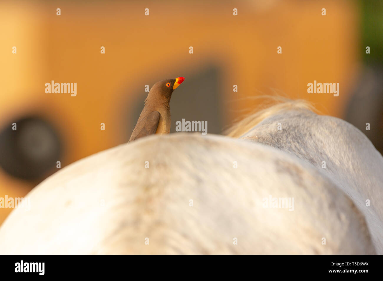 Bec jaune oxpecker perché sur un cheval dans les montagnes d'Obudu Nigeria Banque D'Images