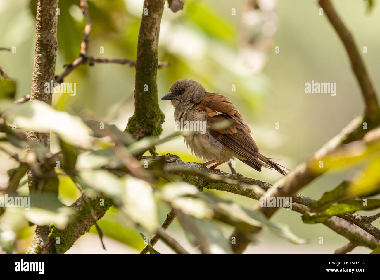 Petit oiseau de cacher le soleil de midi dans un buisson, le Nigéria plateau Obudu Banque D'Images