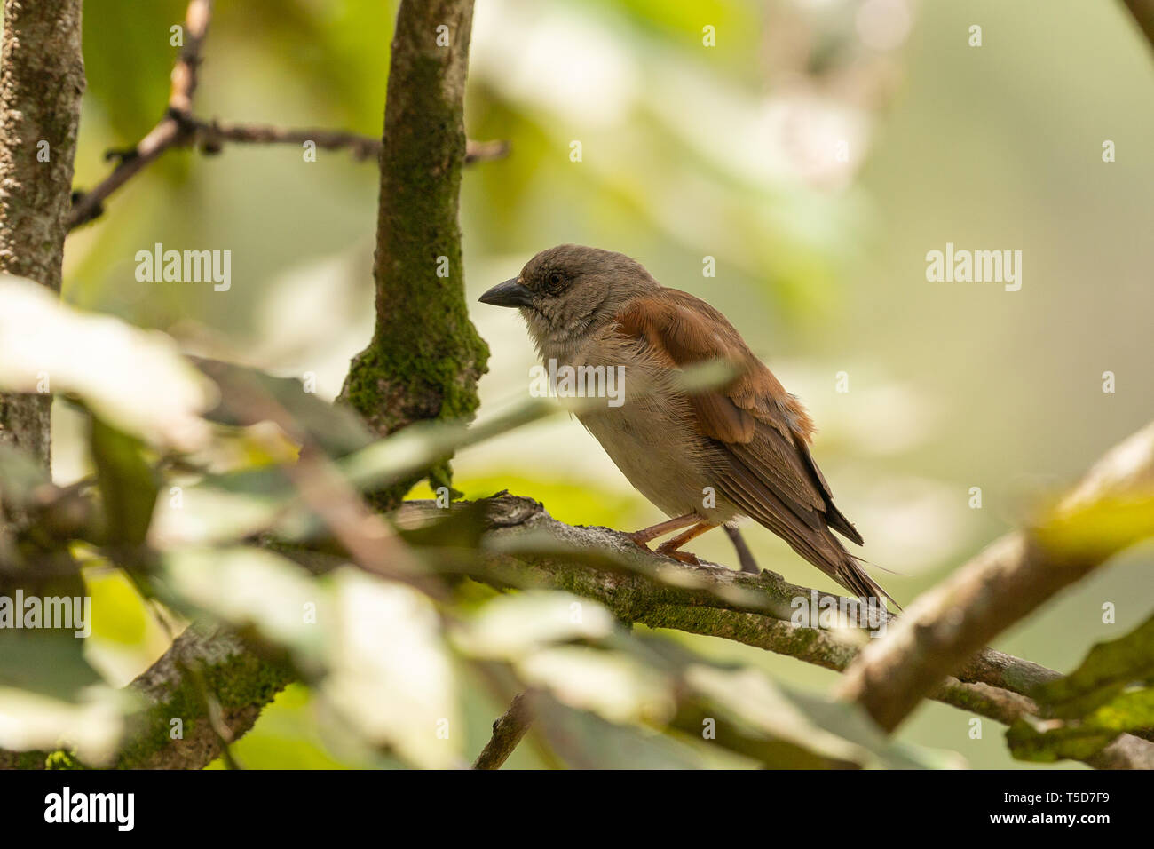 Petit oiseau de cacher le soleil de midi dans un buisson, le Nigéria plateau Obudu Banque D'Images