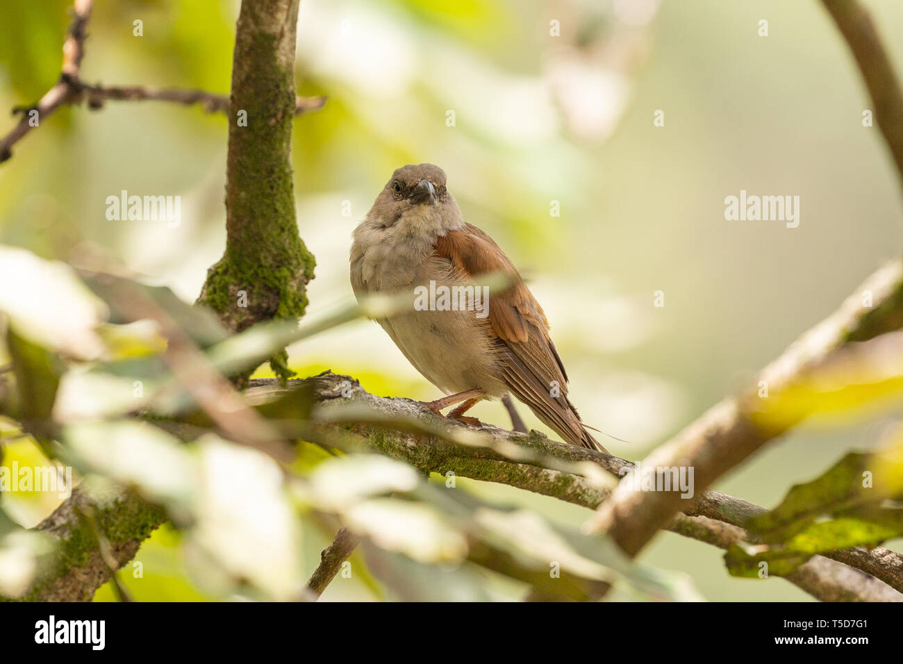 Petit oiseau de cacher le soleil de midi dans un buisson, le Nigéria plateau Obudu Banque D'Images