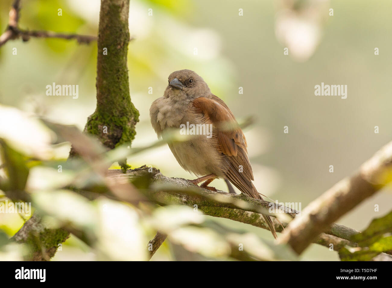 Petit oiseau de cacher le soleil de midi dans un buisson, le Nigéria plateau Obudu Banque D'Images