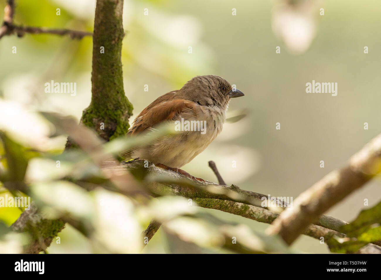 Petit oiseau de cacher le soleil de midi dans un buisson, le Nigéria plateau Obudu Banque D'Images
