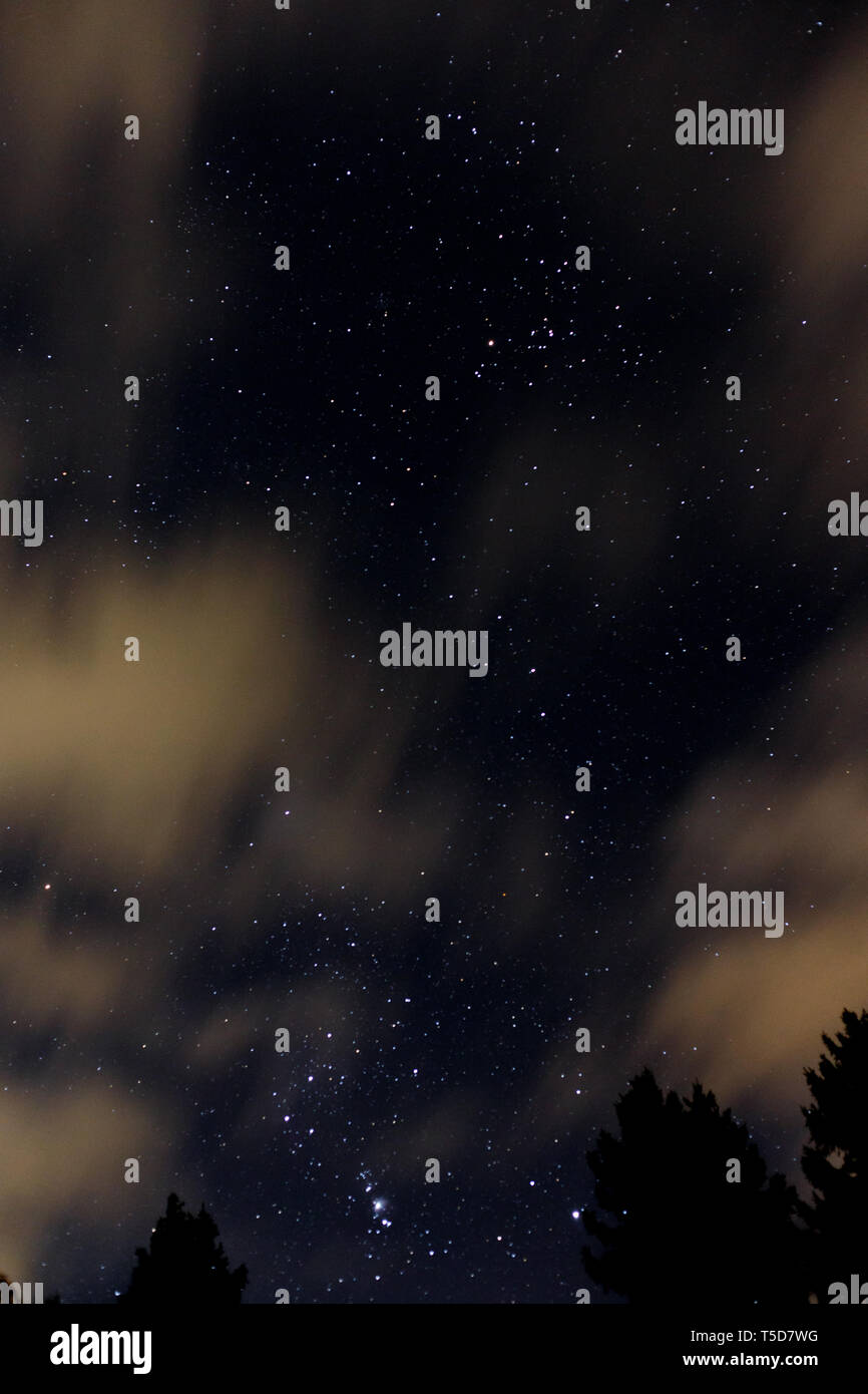 Ciel nocturne avec Orion, nuages, arbres Banque D'Images