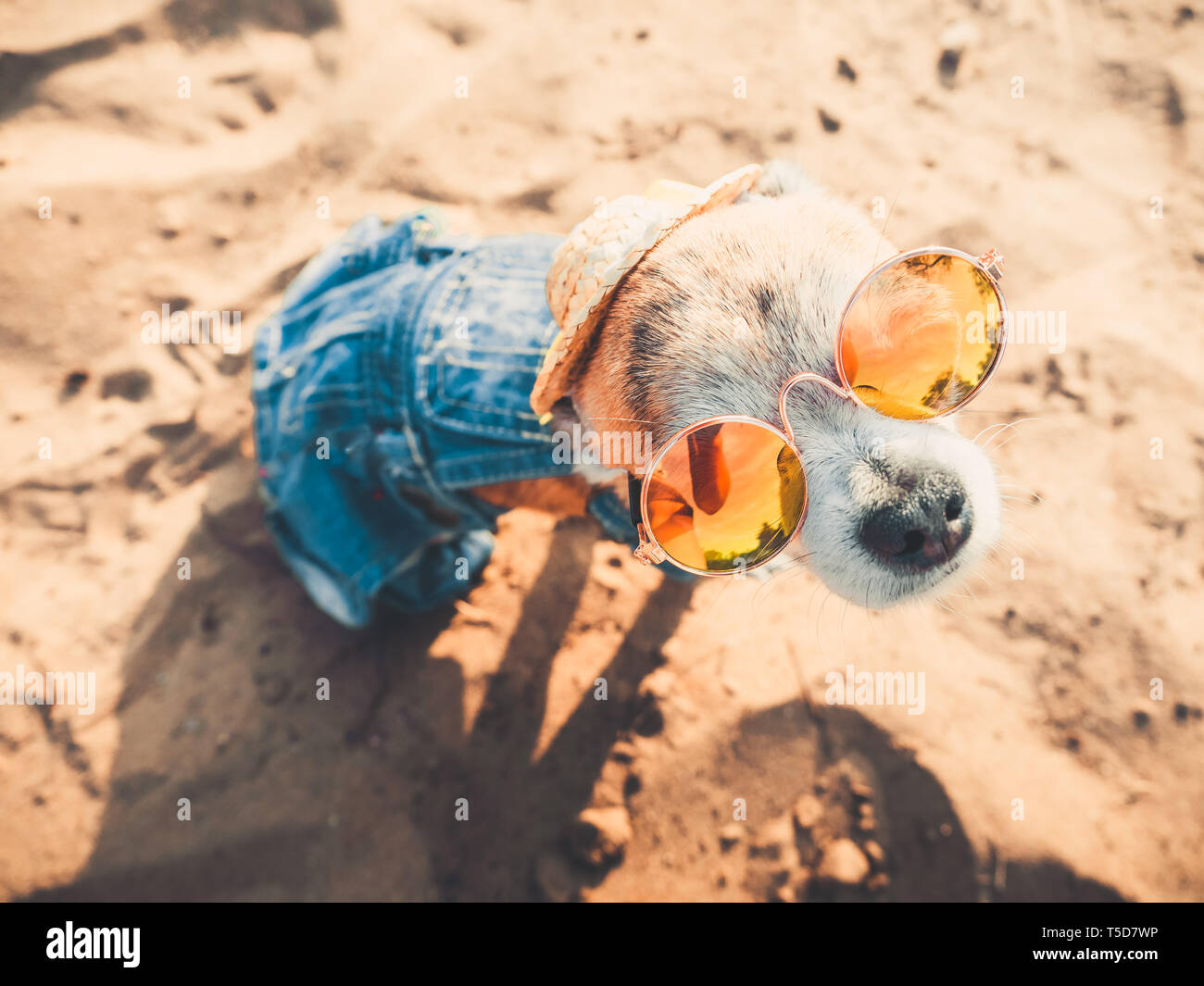 Chihuahua portant des lunettes de soleil et chapeau de paille se trouve sur une plage au bord de la rivière en profitant du soleil. Chien à la mode denim vêtu d'un costume se reposant sur la plage Banque D'Images