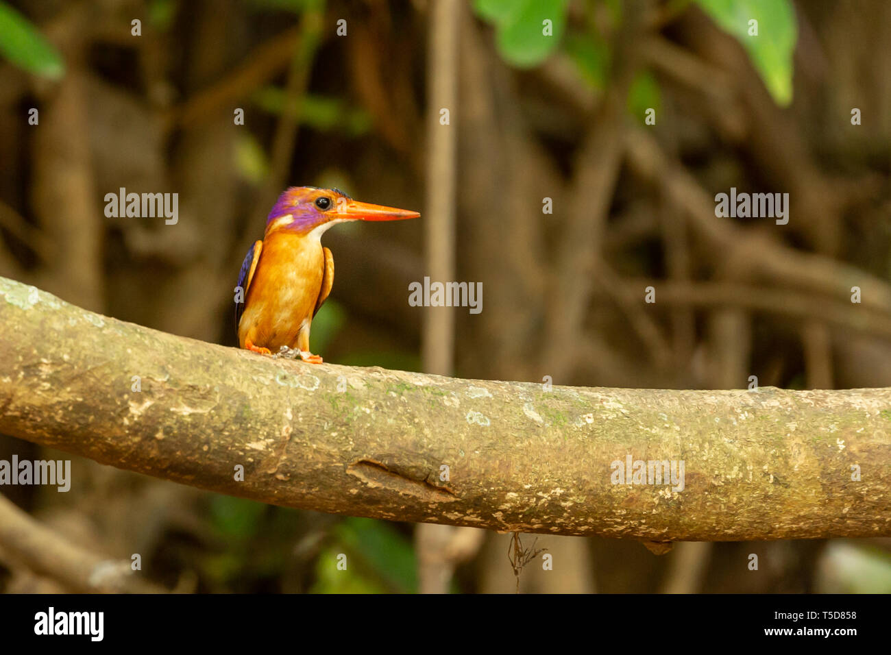 African pygmy kingfisher perché dans une mangrove au-dessus d'une rivière de Butatong, Nigéria Banque D'Images