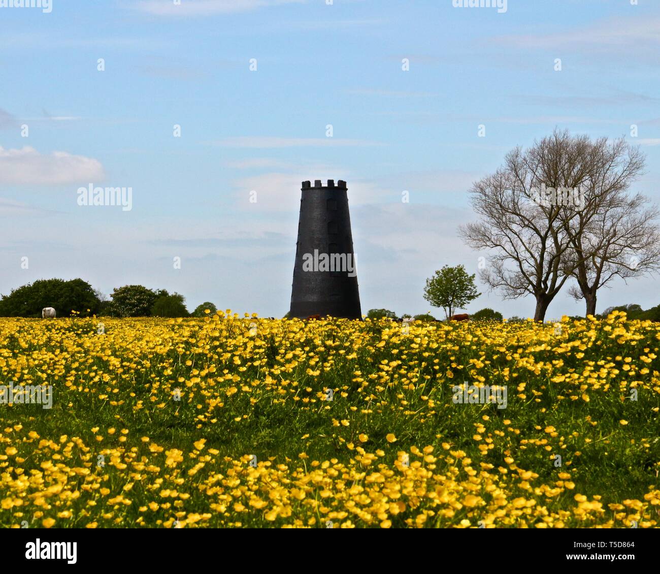 Le moulin noir sur Beverley Westwood, Beverley, East Riding of Yorkshire au début de l'été avec la renoncule jaune offrant un beau tapis. Banque D'Images