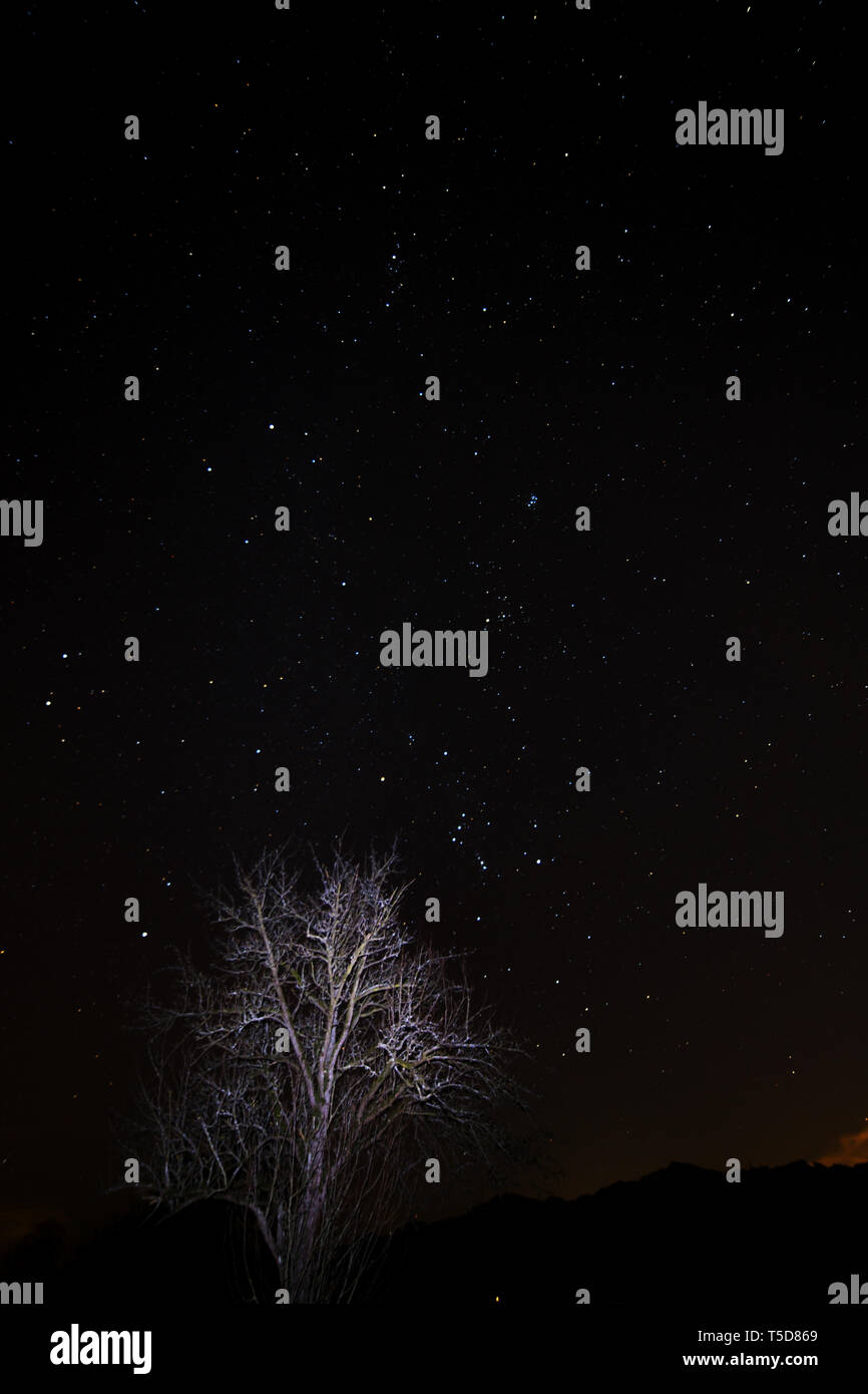 Ciel nocturne étoile dans le cosmos avec un shineing arbre en premier plan et Orion et plejades en arrière-plan Banque D'Images