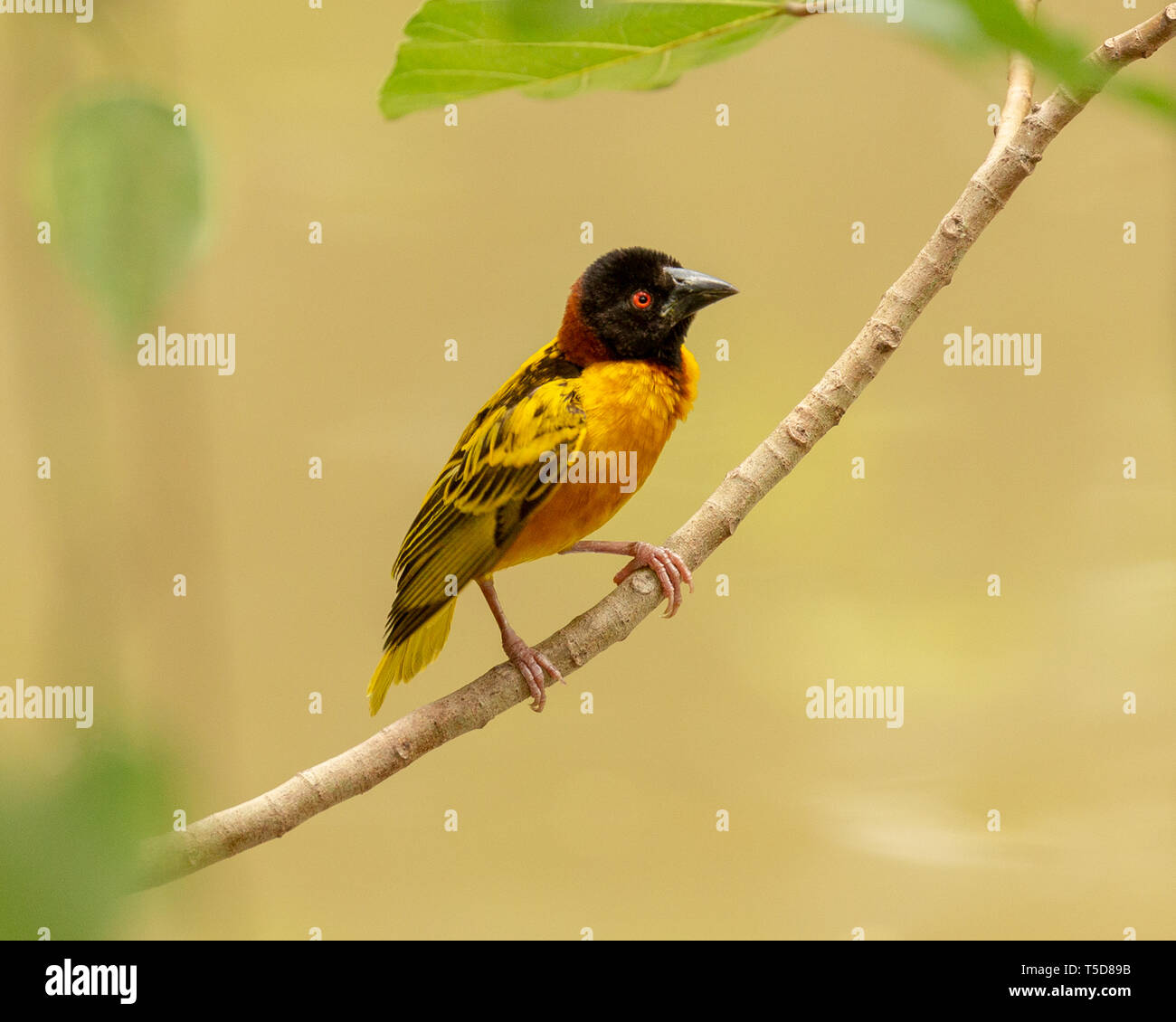 Village weaver oiseau mâle perché sur une branche Banque D'Images