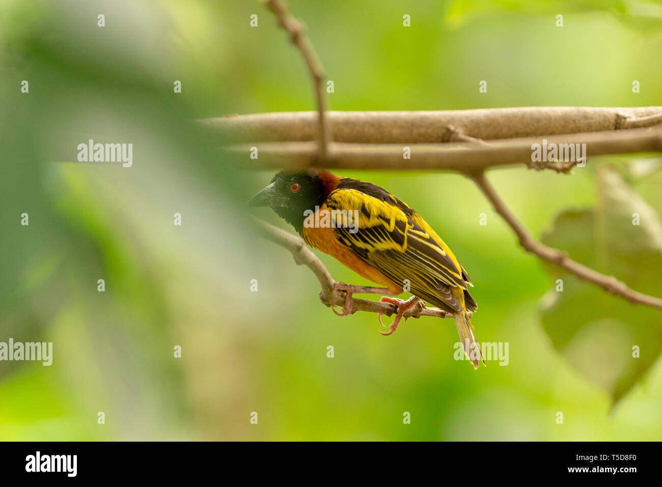 Village weaver oiseau mâle perché sur une branche Banque D'Images