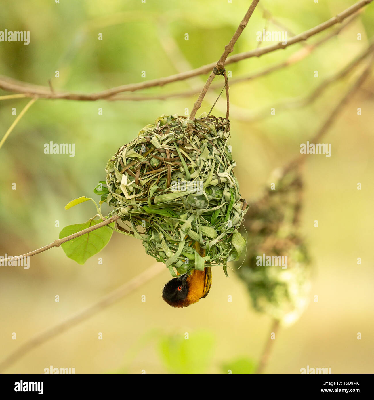 Village weaver tissage d'oiseaux mâles son nid Banque D'Images