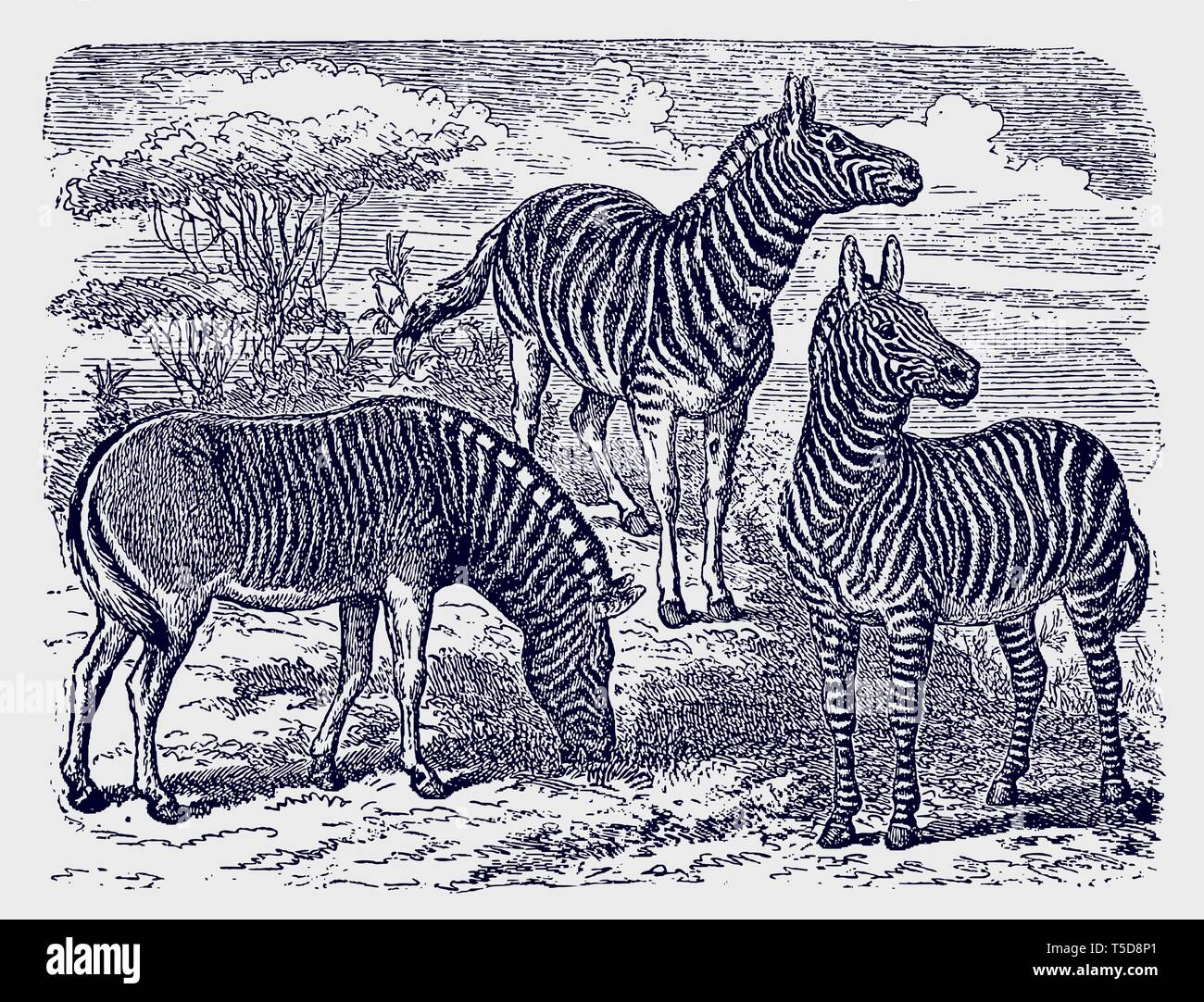 Deux zèbres (Equus zebra) et une espèce d'Afrique debout dans un quagga savane boisée paysage. Illustration après une gravure du xixe siècle Illustration de Vecteur