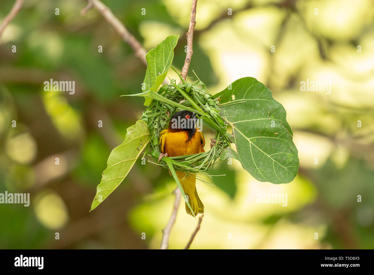 Village weaver tissage d'oiseaux mâles son nid Banque D'Images