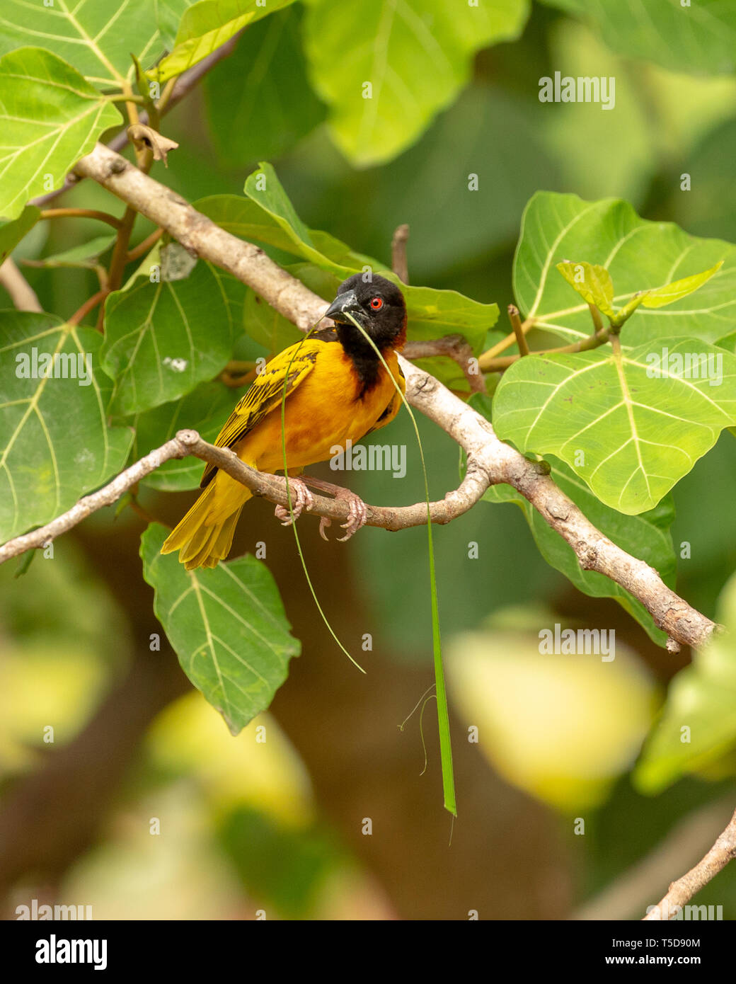 Village weaver oiseau mâle perché sur une branche avec un brin d'herbe dans son bec pour tisser son nid Banque D'Images