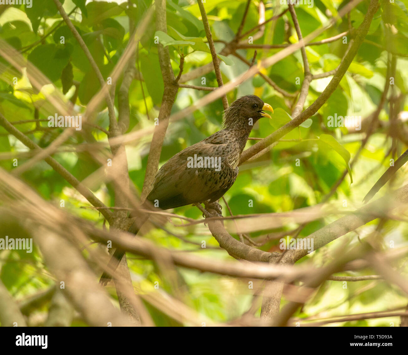 Tout en appelant l'Ouest mangeur de plantain perché dans un arbre Banque D'Images