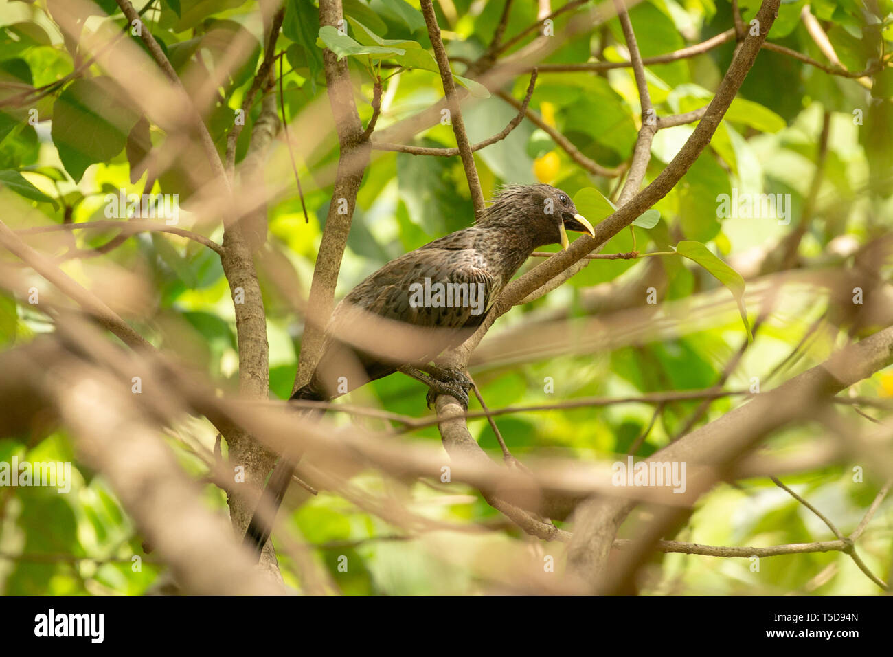 Tout en appelant l'Ouest mangeur de plantain perché dans un arbre Banque D'Images