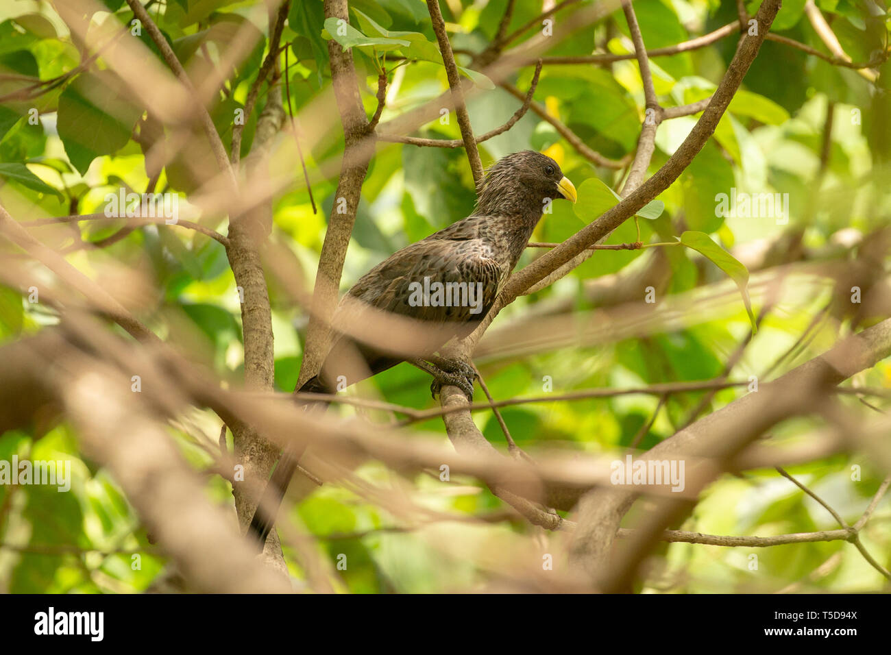 Plantain ouest eater perché dans un arbre Banque D'Images