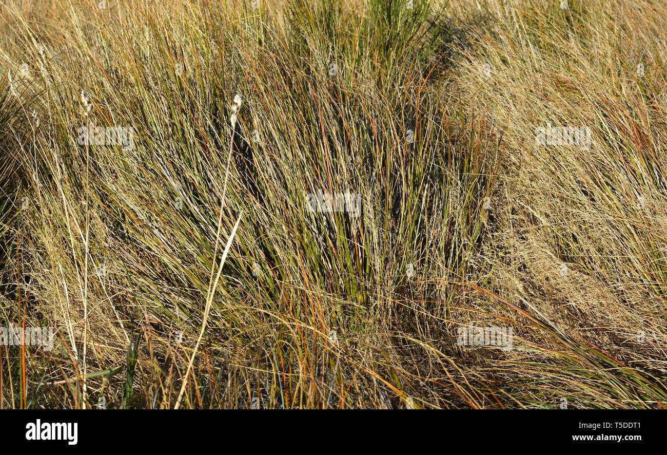 Gros plan du Haut Pays herbes indigènes à Castle Hill à l'automne, Nouvelle-Zélande Banque D'Images