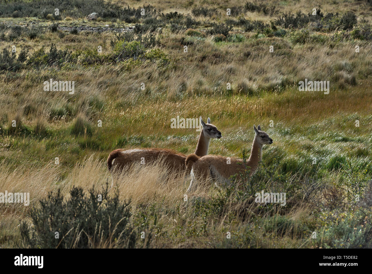 Guanacos (Lama guanicoe), NP Torres del Paine, Chili Banque D'Images