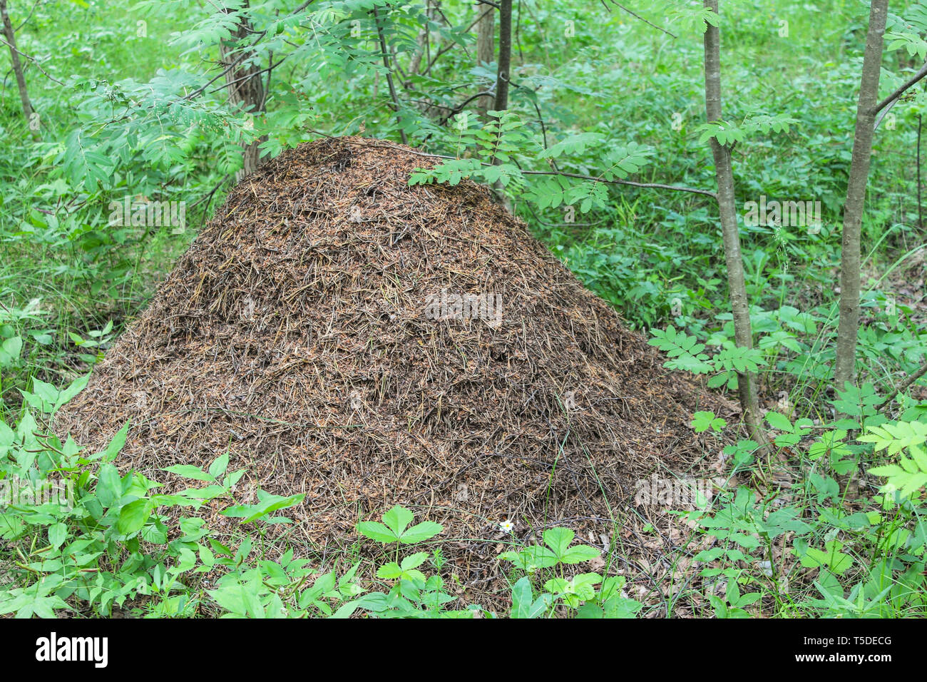 Grande fourmilière dans les bois en été Banque D'Images