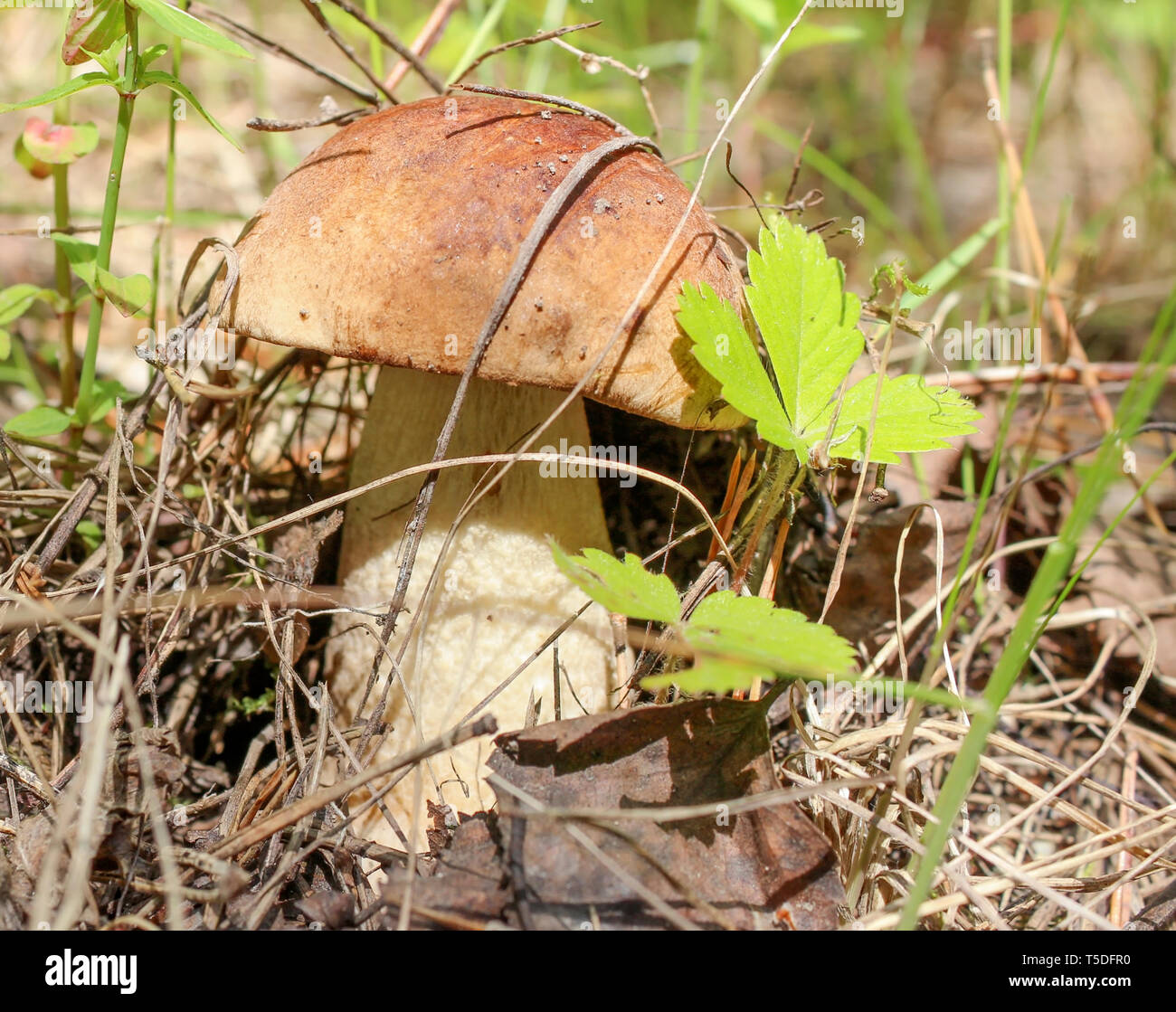 Dans la forêt de plus en plus à l'état sauvage le porcini Banque D'Images